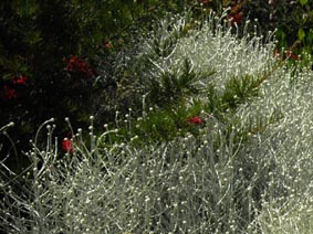 Calocephalus brownii